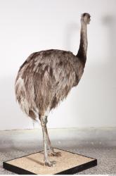 Emus